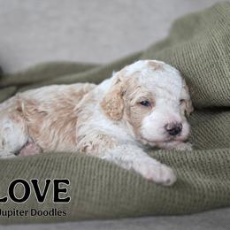 Love - Yellow and white male Bernedoodle puppy in Lake Bronson, Minnesota from Jupiter Doodles
