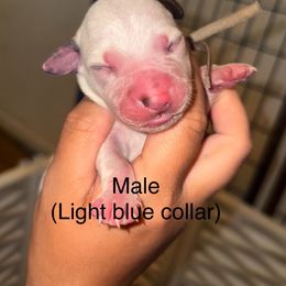 Onyx - White and black male Dalmatian puppy in Toledo, Ohio from Exquisite Dalmatians & Poodles