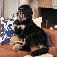 Bernedoodle, Goldendoodle, and Golden Mountain Doodle Puppies from Sonoran Standard Doodles