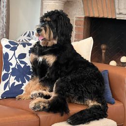 Bernedoodle, Goldendoodle, and Golden Mountain Doodle Puppies from Sonoran Standard Doodles