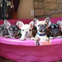 French Bulldog Puppies from Jessicah's Frenchies Howell Michigan