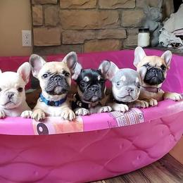 French Bulldog Puppies from Jessicah's Frenchies Howell Michigan