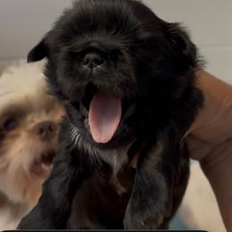 Jasper - Black and white male Shih Tzu puppy in Boaz, Alabama from Happy Haven Farm