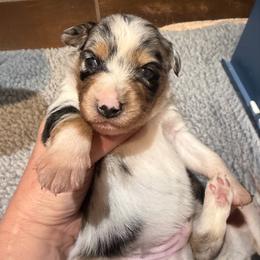 Surfer - Blue merle male Miniature American Shepherd puppy in New Mexico from Von Südwest German Shepherds and Mosaic Mini American Shepherds
