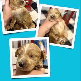 Oakley - Apricot male Irish Doodle puppy in Bluefield, Virginia from Love on a Leash