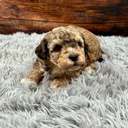 Arlo - Sable male Bernedoodle puppy in Lancaster, Missouri from Cavapoo Acres