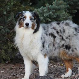 Nellie - Australian Shepherd