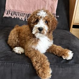 Teddy - Goldendoodle