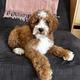 Teddy