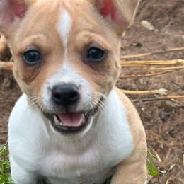 Sable pie girl 1 - Sable and white female Teddy Roosevelt Terrier puppy in Robards, Kentucky from Dream Tree Kennel