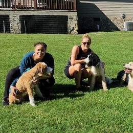 Bernedoodle All Grown Up from Archee and Roxee's Puppies