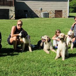 Bernedoodle All Grown Up from Archee and Roxee's Puppies