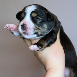 Blossom - Black tri female Miniature American Shepherd puppy in Harrisonville, Missouri from Trailside Mini Aussies