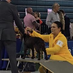 Boykin Spaniels and English Springer Spaniels from 31 Pines Springers & Retrievers