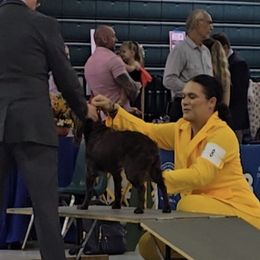 Boykin Spaniels and English Springer Spaniels from 31 Pines Springers & Retrievers