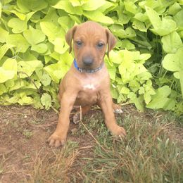 Bonnie - Rd whtn blk nose female Rhodesian Ridgeback puppy in Carney, Oklahoma from River Run Parson Russell terriers & River Run Ridgebacks