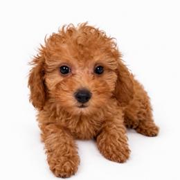 Teddy-ToyF1bb - Red male Cavapoo puppy in Warrensburg, Missouri from Supreme Doodles