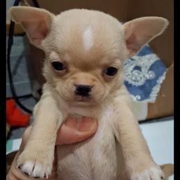 Tiny zoro - Cream and white male Chihuahua puppy in Bloomington, Indiana from TJs Chihuahuas