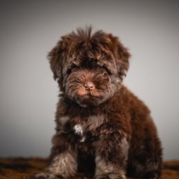 Haddy - Brown female Schnoodle puppy in Caldwell, Idaho from Boise Doodle Co.