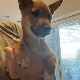 Jerry - Red Shiba Inu puppy in Las Vegas, Nevada from AKZ Shiba Inus
