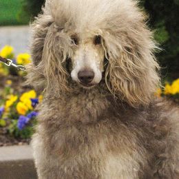 Poodles from Middle Earth Standard Poodles