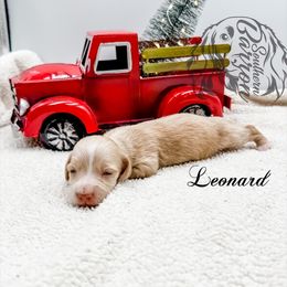 Leonard - Chocolate and cream male Dachshund puppy in Prairieville, Louisiana from Southern Barron Danes & Dachshunds