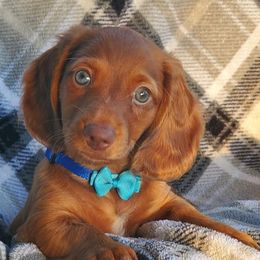 Dachshunds from Rodgers Acres