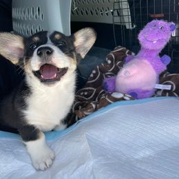 Akita, American Corgi, Cardigan Welsh Corgi, and Great Pyrenees Puppies from WeVolution Off-Grid
