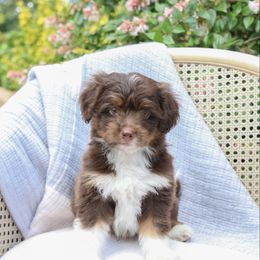 Red ( Angry Bird litter) - Red tri-color male Aussiedoodle puppy in Charlestown, Indiana from Forever Aussies and A Doodle