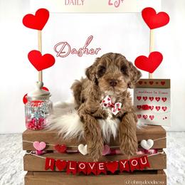Dasher - Merle male Goldendoodle puppy in Waterford, Michigan from Oh My Doodness!