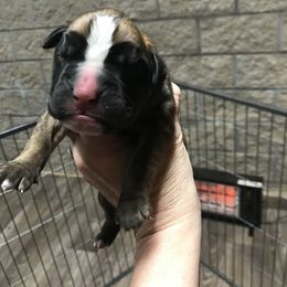 Boy 1 - Boxer puppy in Henderson, Tennessee from Vom Broadvalley