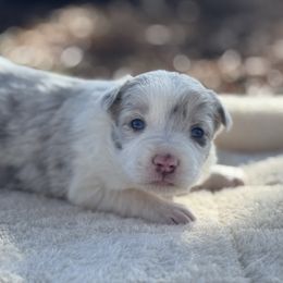 Girl 1 - Border Collie puppy from Whisenhunt Farms