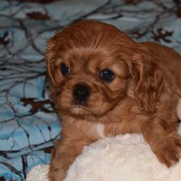 Cavalier King Charles Spaniels and Golden Retrievers from Fluffy Buttz