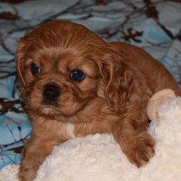 Cavalier King Charles Spaniels and Golden Retrievers from Fluffy Buttz