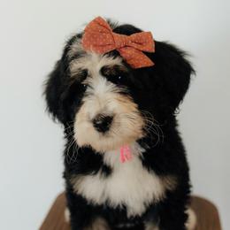 Medium Sized Female Bernedoodle Hera - Pink Collar Female - Tri-color female Bernedoodle puppy in Kamas, Utah from A + E Farms