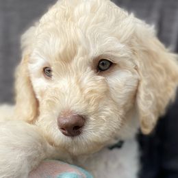 Cody - Cream male Labradoodle puppy in Toledo, Washington from Bigfoot Doodles