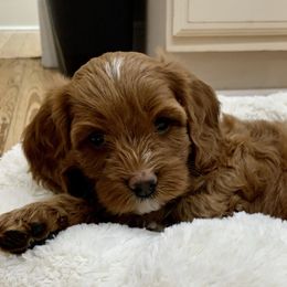 Cavapoo Puppies from Coastal Cavapoos