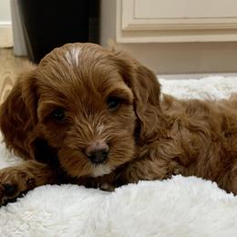 Cavapoo Puppies from Coastal Cavapoos