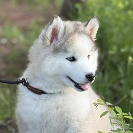 Pomsky and Siberian Husky Puppies from A-Dream Pomsky Kennel