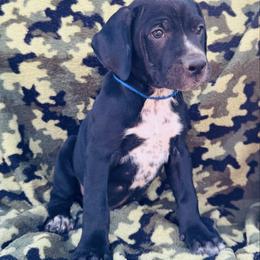 Blue Dalmador Male - White and black male Dalmatian puppy in Westhoff, Texas from Smart Dalmatians