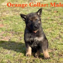 Boy 3 - German Shepherd puppy from Crown H Shepherds