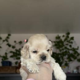 Bigger buff boy - Buff male Cocker Spaniel puppy in Oregon from Doc's Cockers