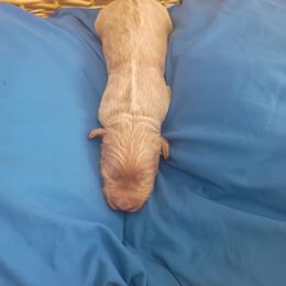 Girl 2 - female Labradoodle puppy in Rock Island, Tennessee from Harvest Sky Kennels