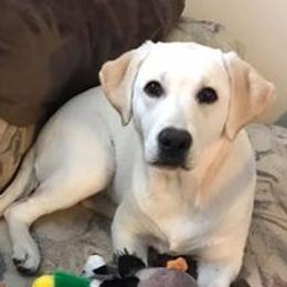 Dachshunds and Labrador Retrievers from Kinyon Dee’s Doggies