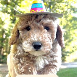Joe - Apricot male Goldendoodle puppy in Hamilton, Alabama from Sweet Doodles of Alabama