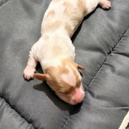 Wally - Piebald male Dachshund puppy in Ft Dodge, Iowa from Secret Reality