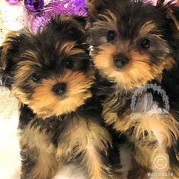 Biewer Terrier and Yorkshire Terrier Puppies from Wisteria Yorkies