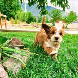Bernedoodle and Goldendoodle Puppies from Natural Goldendoodle and Bernedoodle