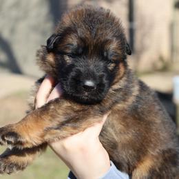 Heron - Sable male German Shepherd puppy in Canton, Texas from WILDWOOD GERMAN SHEPHERDS