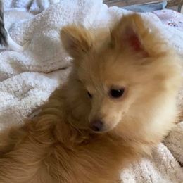 Peach - Pomeranian